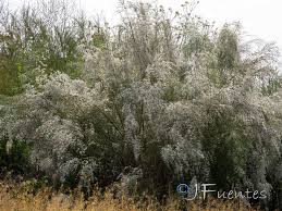 Image result for Retama monosperma