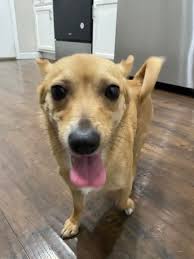 Found dog around 19th and union hills in Arizona