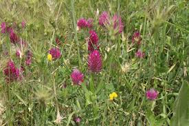 Image result for Trifolium baccarinii