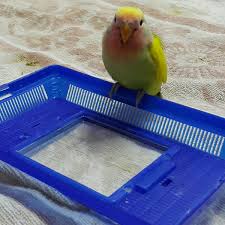 Hand Raising A Baby Lovebird A Personal Experience Pethelpful