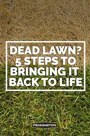 How To Bring Your Lawn Back To Life Bring Lawn Life Best Grass Seed Lawn Lawn Care Diy Planting Grass