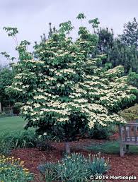 Image result for Cornus