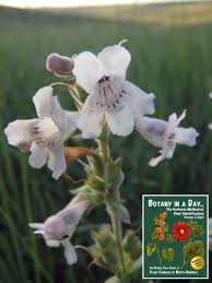 Image result for Plantaginaceae