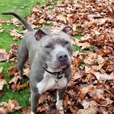 The best way to train an pit bull puppy is by repetition, research, and patience. Blue Nose Pitbull Complete Rare Breed Owners Guide Animal Corner