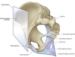 The named ligaments of the pelvis mostly arise from the sacrum and attach to varying segments of the pelvic bone. Pelvis And Perineum Basicmedical Key