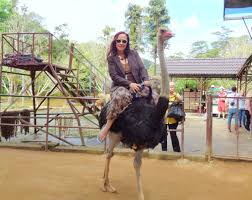 Can you ride an ostrich. Ostriches Ride At Prenn Waterfall Dalat Vietnam On December 29 2017 The Idea Of Climbing Up On An Ostrich S Back Can Be Quite A C Animals Ostriches Riding