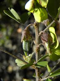 Image result for Crotalaria pallida