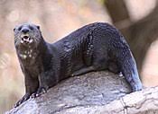 They are extremely good looking but don't know it. Otter Wikipedia