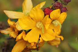 Image result for Alectra picta