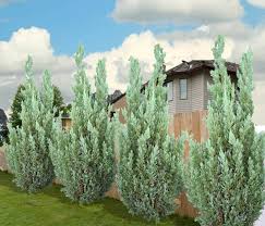 When browsing landscape photos, think about curb appeal above all else; Desert Evergreen Shrubs Learn About Desert Shrubs From Guzmansgreenhouse Com