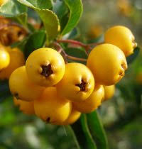 Image result for Pyracantha coccinea soleil d'or