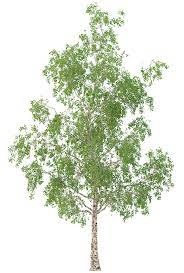 Birch Tree 3d Model No 3 3 Seasons Birch Tree 3d Model Corona Render
