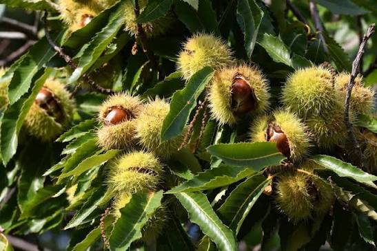 Sweet Chestnut (Castanea sativa) tree saplings - British grown