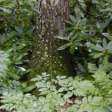 Image result for Bambekea racemosa