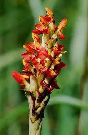 Image result for Disa woodii