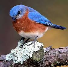 Small Birds Of Upstate Ny New York State Bird Eastern Bluebird Blue Bird State Birds Bird