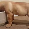 Pure bred boerboel puppies in western cape. Https Encrypted Tbn0 Gstatic Com Images Q Tbn And9gctnxlmwgpshxcnrh6lzz Mwnklrrwcprl9veykqfl7oyhe 3qvu Usqp Cau