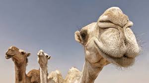 They are easily recognizable due to their humps. The Camel S Hump Pocketmags Com