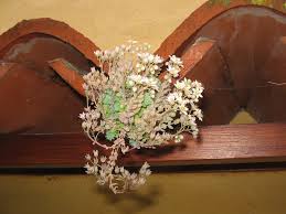 Specializing in rare and unusual annual and perennial plants, including cottage garden heirlooms and hard to find california native wildflowers. Sedum Dasyphyllum Wikipedia