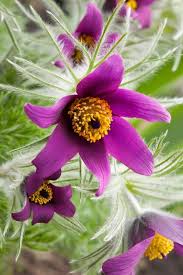 It is a sprawling ground cover, whereas the other selections in this list have an upright plant form. Ondw99 Nu8atrm