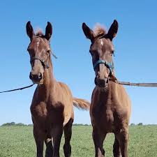 Reportan el primer caso de modificación de sexo en caballos clonados -  Urgente Hoy