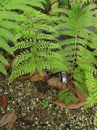 Image result for Arachniodes webbiana