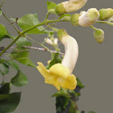 Image result for Amphilophium