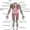 Smooth muscle has been subdivided into two groups: Https Encrypted Tbn0 Gstatic Com Images Q Tbn And9gcsewexniakaji Ddzoblaxqmn 5ofkr3udebysk4b6fkuwkkths Usqp Cau