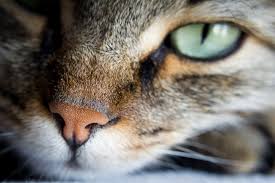 Are cats supposed to have wet noses? Cat Dry Nose Causes And How To Help Great Pet Care