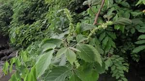 Image result for Allophylus africanus