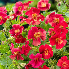 Image result for Mimulus