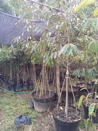 Kak el sharekan cara tanam biji durian, memang simple sangat. Cara Budidaya Bibit Tanaman Buah Durian Musangking Jualbenihmurah Com