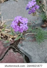 Image result for Verbena aristigera