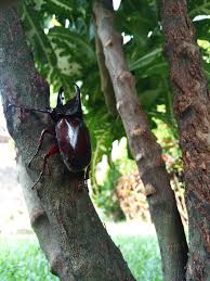 Google's free service instantly translates words, phrases, and web pages between english and over 100 other languages. File Kumbang Tanduk Jpg Wikimedia Commons