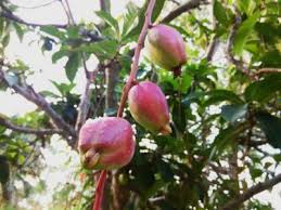 Pin On Plants
