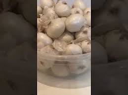 كشري مع حمسة لحم مفروم طريقة البصل المقلي للكشري والبرياني وتزيين الأطباق Youtube Chicken Recipes Food Meat Chickens
