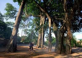 Những nét đặc trưng của làng quê Bắc bộ