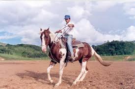 Equinos: doma de baixo | Cursos a Dist&acirc;ncia CPT