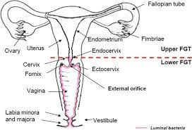 1,288 female internal thread products are offered for sale by suppliers on alibaba.com, of which screws accounts for 1%. The Female Genital Tract Fgt The Internal Fgt Is Divided Into Three Download Scientific Diagram