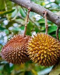 Readers of my blog will get first hand insights and knowledge on what it takes to grow durian trees and to manage the farm. Durian Tree