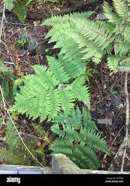 Image result for Ctenitis