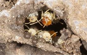 Our termite inspections take in an area of up to 50 metres from the main building. Termite Communication During Different Behavioral Activities Springerlink