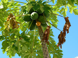 Check spelling or type a new query. Visit Key West Fantastic Flowers Of Key West