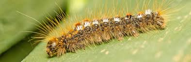 How to stop caterpillars in garden. Caterpillar Identification Control Love The Garden