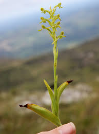 Image result for Habenaria petitiana