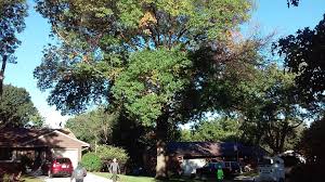 Proper tree care and maintenance are keys to ensuring your trees remain at their healthiest, which keeps your property at its safest. Noel S Tree Service Posts Facebook