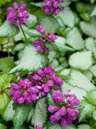 Lamium purple dragon ground cover. A Topnotch Groundcover Purple Dragon Lamium Offers Wonderful Heart Shape Leaves Overlaid In Silver And Clusters Of R Plants Silver Plant Ground Cover Plants