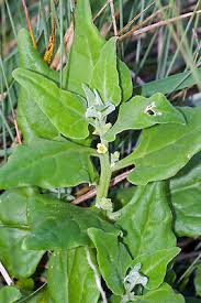 Image result for Tetragonia