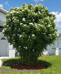 We design and supply real touch wedding bouquets. Plumeria Pudica Bridal Bouquet Toptropicals Com