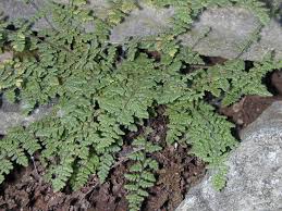 Image result for Cheilanthes inaequalis